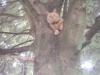 O'Maley sur son arbre